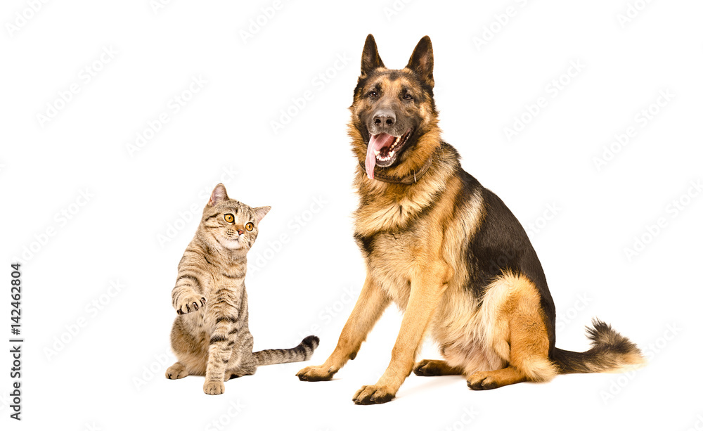 German Shepherd dog and playful cat Scottish Straight, isolated on a white background
