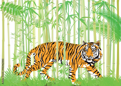 Fototapeta Naklejka Na Ścianę i Meble -  Tiger im bambus jungle