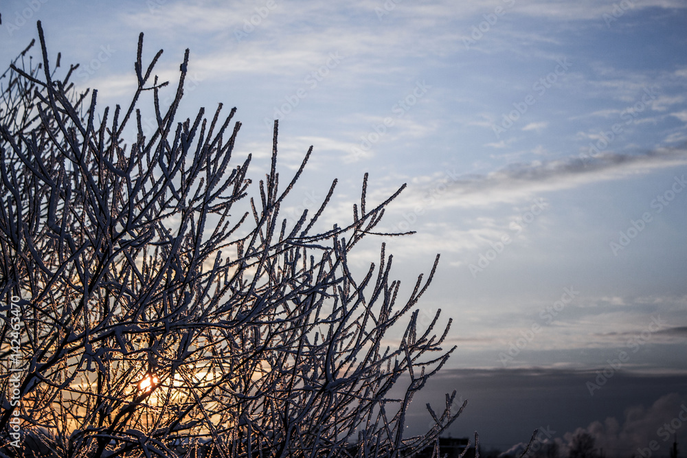 Fototapeta premium winter