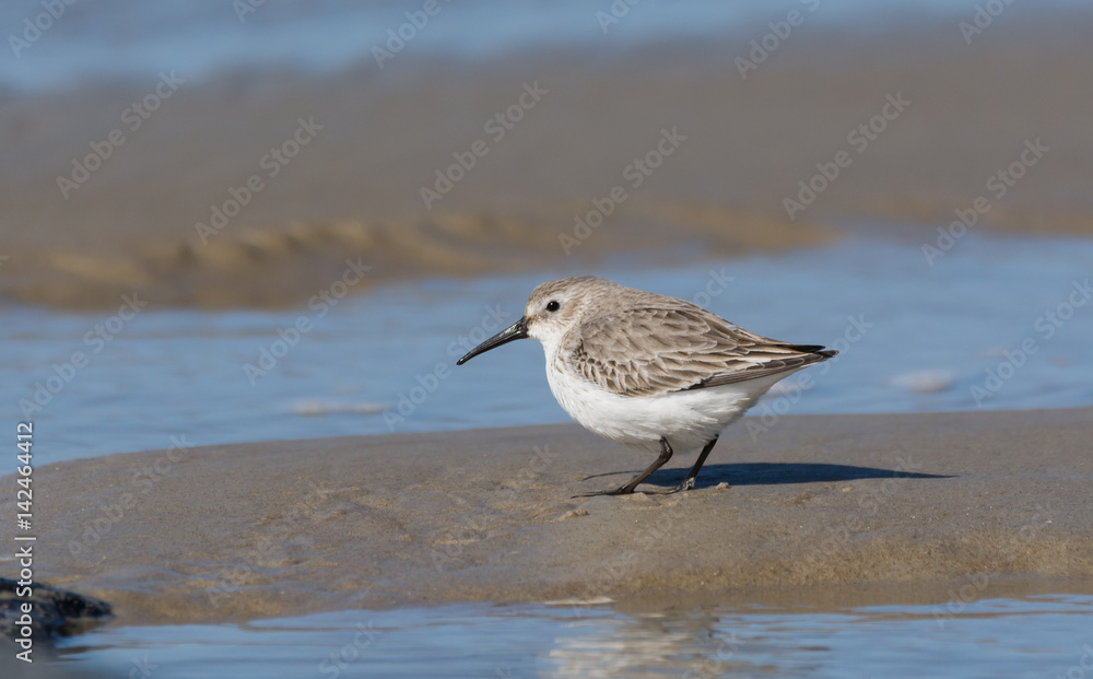 Obraz premium dunlin