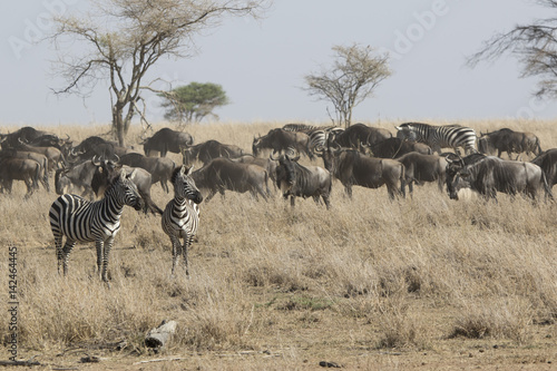 Two zebras staring into the distance standing in a dry savanna next to the passing herd of wildebeest and zebras