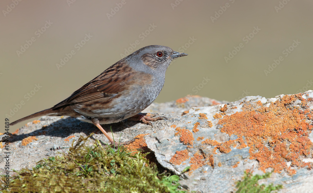 Passera scopaiola - Dunnock Passera scopaiola - Dunnock