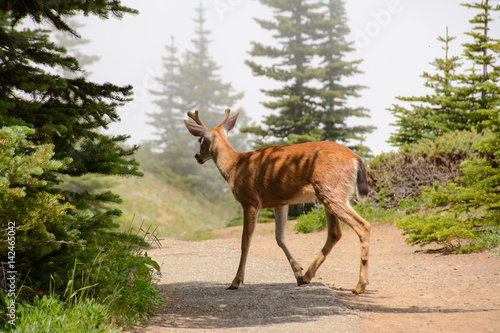 Deer in the Olympic national park, Washington