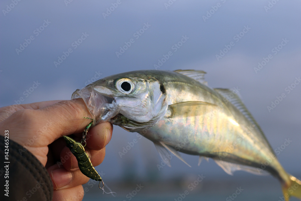 釣り 釣り