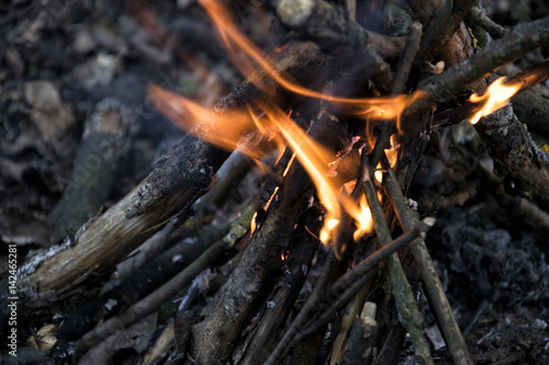 bonfire in the forest. Fire. Wood