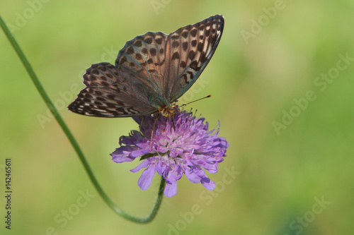 Fotografija The silver-washed fritillary (Argynnis paphia). Female.