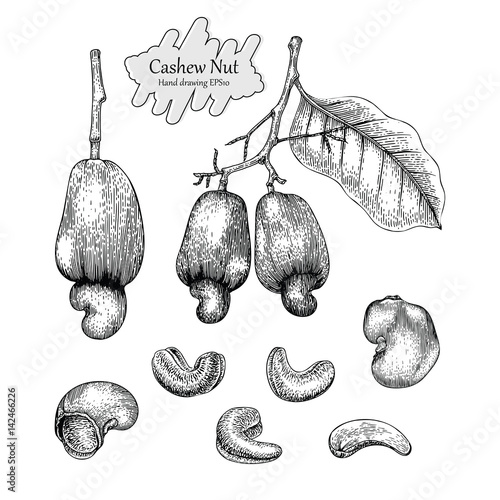 Cashew nut vector collection.Hand drawing vintage style on white background.
