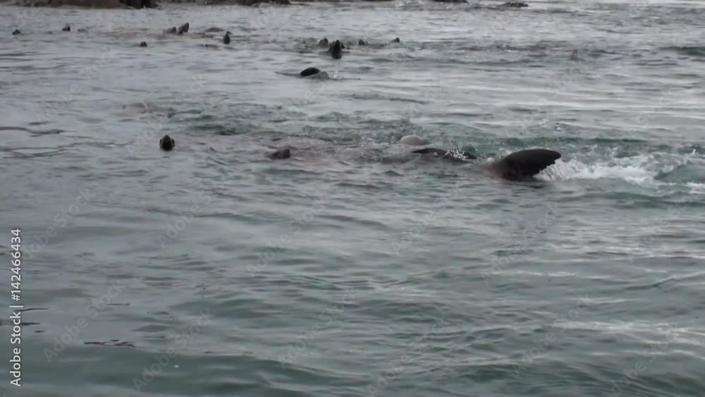 Fur seal dive in water of Pacific Ocean on background coast in Alaska. Amazing landscapes. Beautiful rest and tourism in a cool climate. Unique picture of nature in America. Fur seal dive in water of Pacific Ocean on background coast in Alaska. Amazing landscapes. Beautiful rest and tourism in a cool climate. Unique picture of nature in America.
