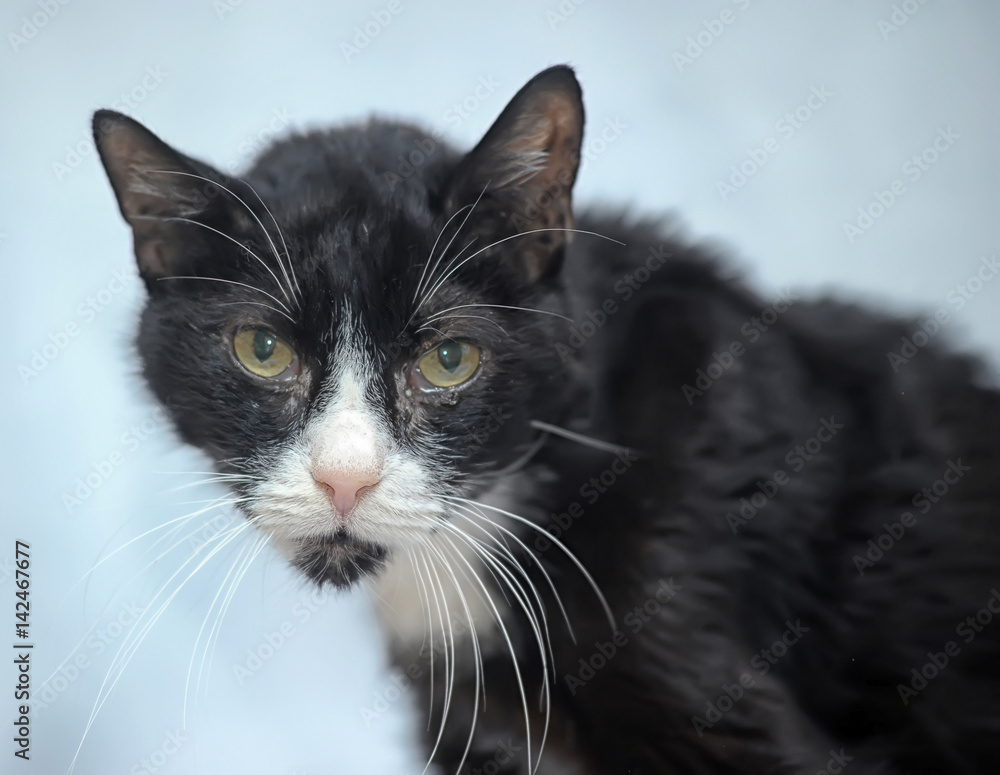 Old sick best sale cat