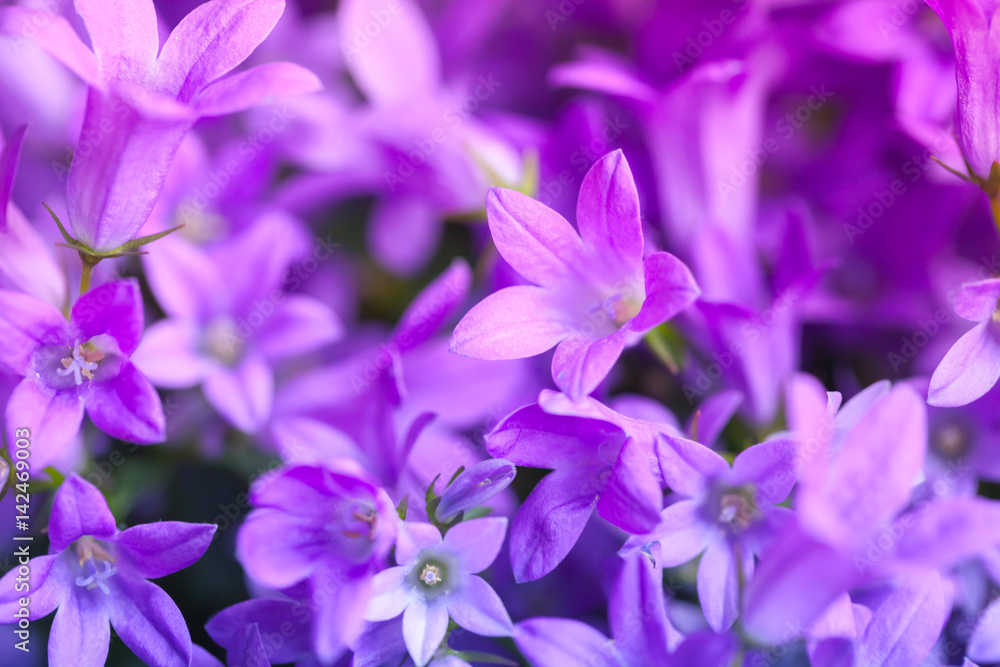 Bright purple Campanula flowers, closeup