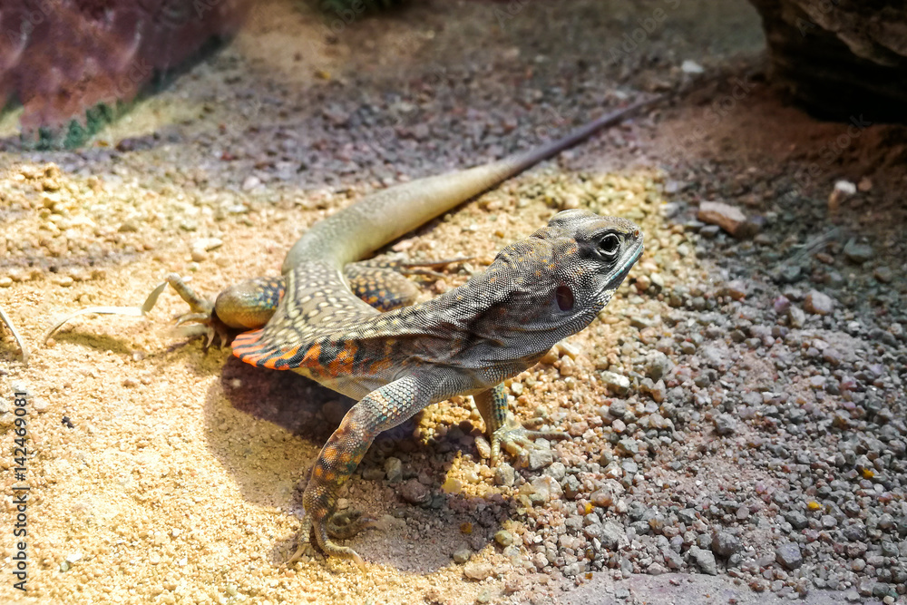 Butterfly lizards or Small-scaled lizards or Ground lizards Butterfly lizards or Small-scaled lizards or Ground lizards