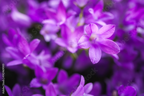 Bright purple Campanula flowers, close up