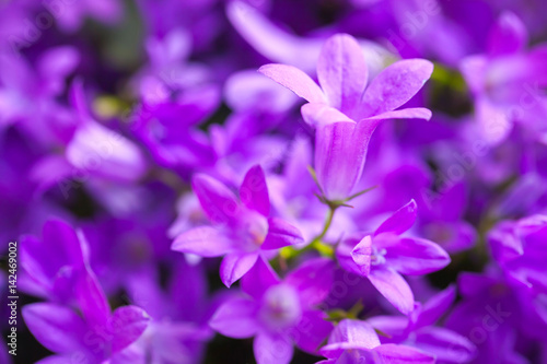 Bright purple Campanula flowers, close-up