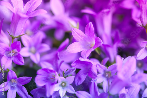 Bright purple Campanula flowers  closeup