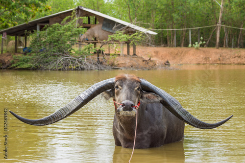 Buffalo with extra long horn in swamp photo