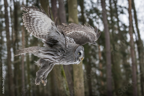 Czechia, Great grey owl, Strix nebulosa in forest