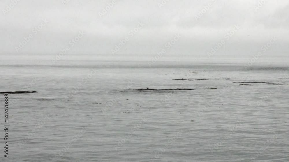 Whale dives into the water of Pacific Ocean in Alaska. Amazing landscapes. Beautiful rest and tourism in a cool climate. Unique picture of nature in America. Whale dives into the water of Pacific Ocean in Alaska. Amazing landscapes. Beautiful rest and tourism in a cool climate. Unique picture of nature in America.
