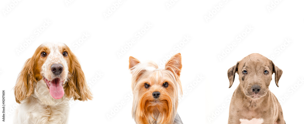 Portrait of dogs, closeup, isolated on a white background