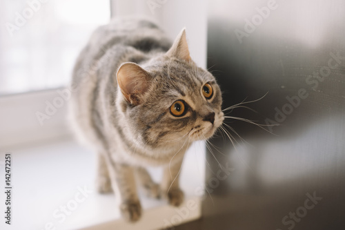 Adorable scottish breed indoor cat portrait © anastasianess