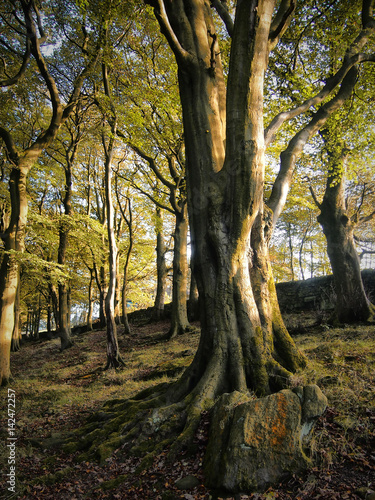 Ancient Woodland in England