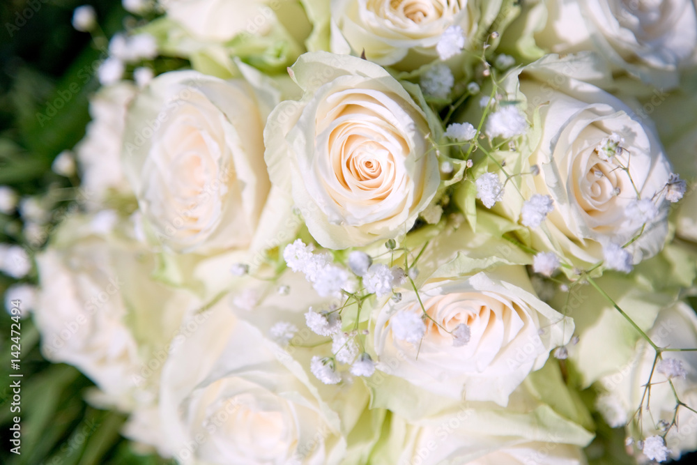 Beautiful white rose background