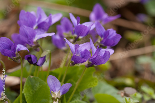Violet flowers growing in early spring