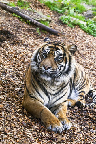 Fototapeta Naklejka Na Ścianę i Meble -  Relaxing tiger