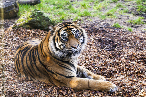 Fototapeta Naklejka Na Ścianę i Meble -  Relaxing tiger