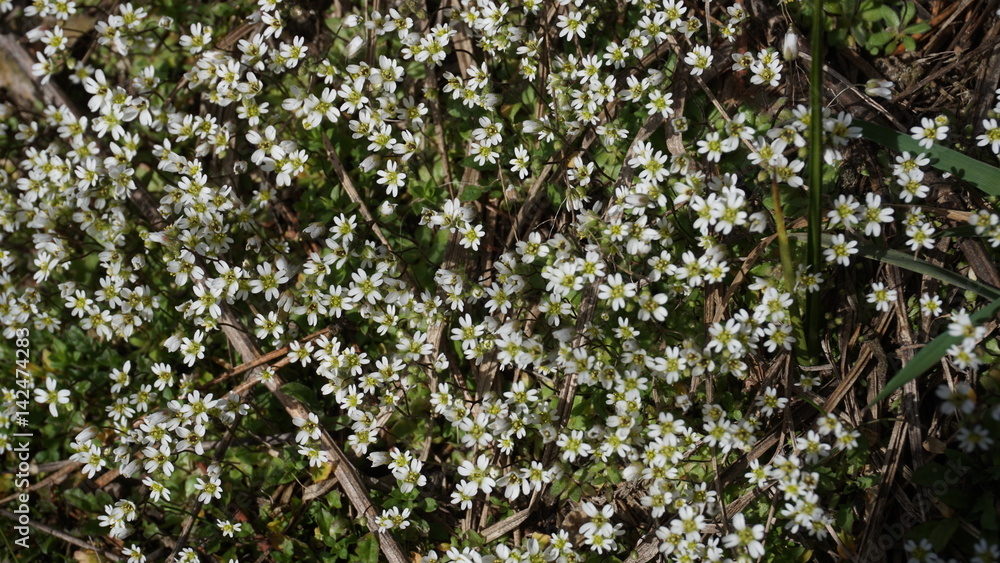 Fototapeta premium small white flowers in spring, cerastium arvense