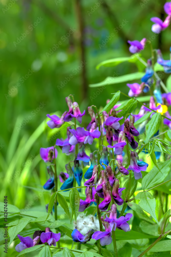 Wild flower. A cow vetch flower of wild peas growing on a summer field.
