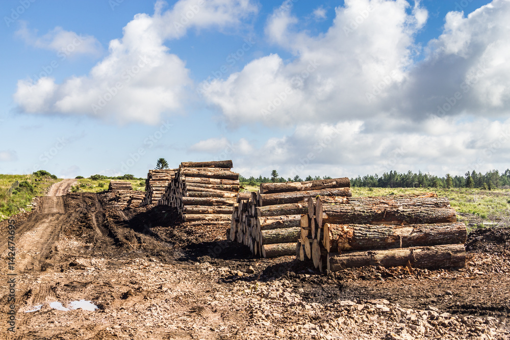 Pine wood pile