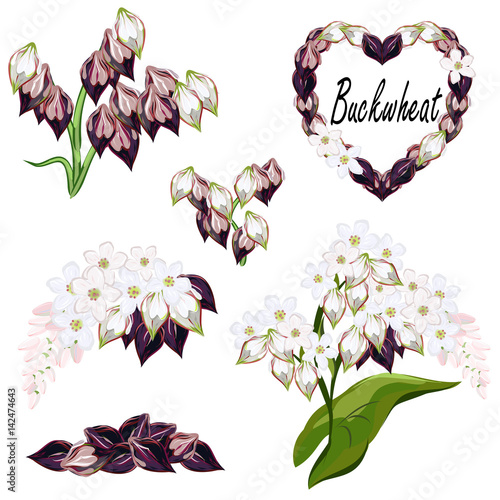 Buckwheat. Set of vector illustrations of buckwheat flowers and grains isolated on white background.