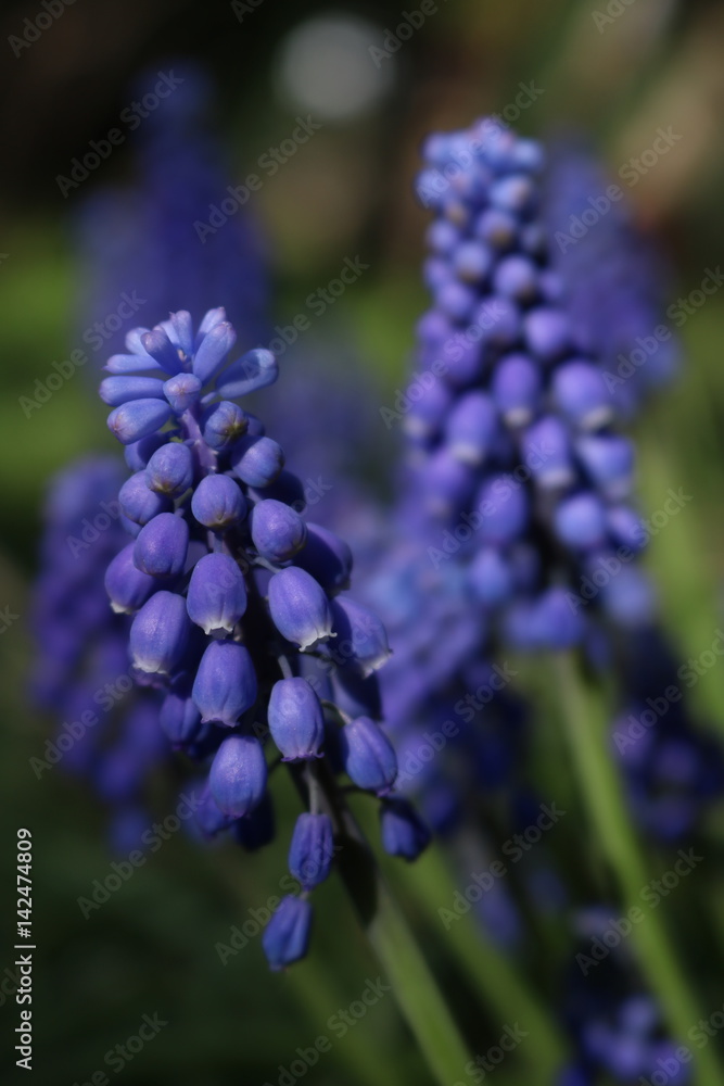 First spring purple flowers-Grape Hyacinth First spring purple flowers-Grape Hyacinth