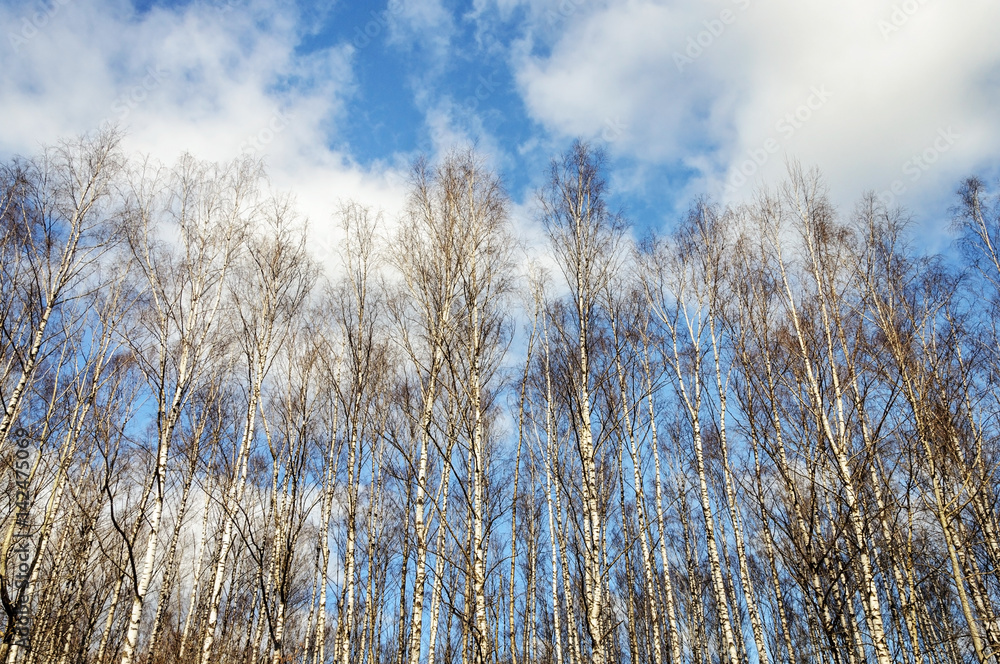 Bare birch trunks in spring time Bare birch trunks in spring time