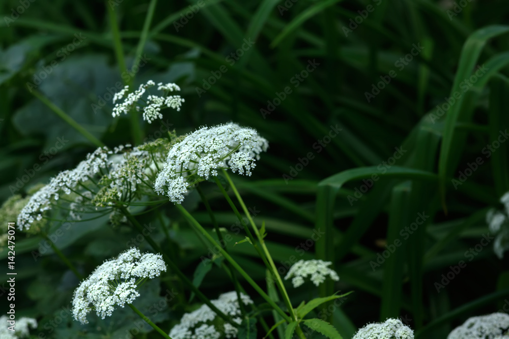 Wild flower. Flower angelica growing on a summer meadow.