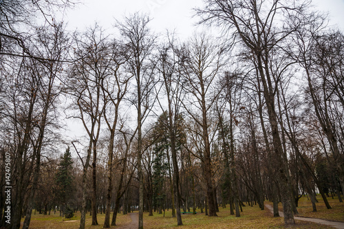 Park in the city center in the spring in cloudy weather photo