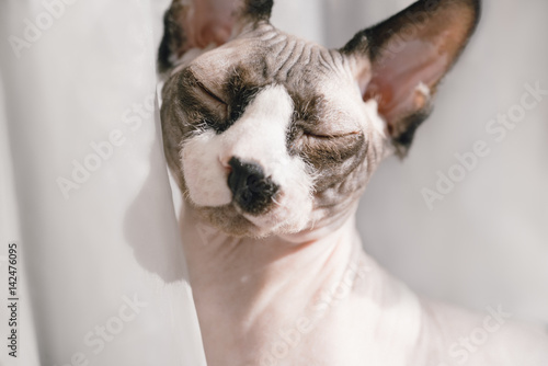 Canadian hairless sphinx cat sits in front of a window and basks in the sunshine. Eyes are closed of pleasure. Happy pet rests on a sun. White curtains at the background