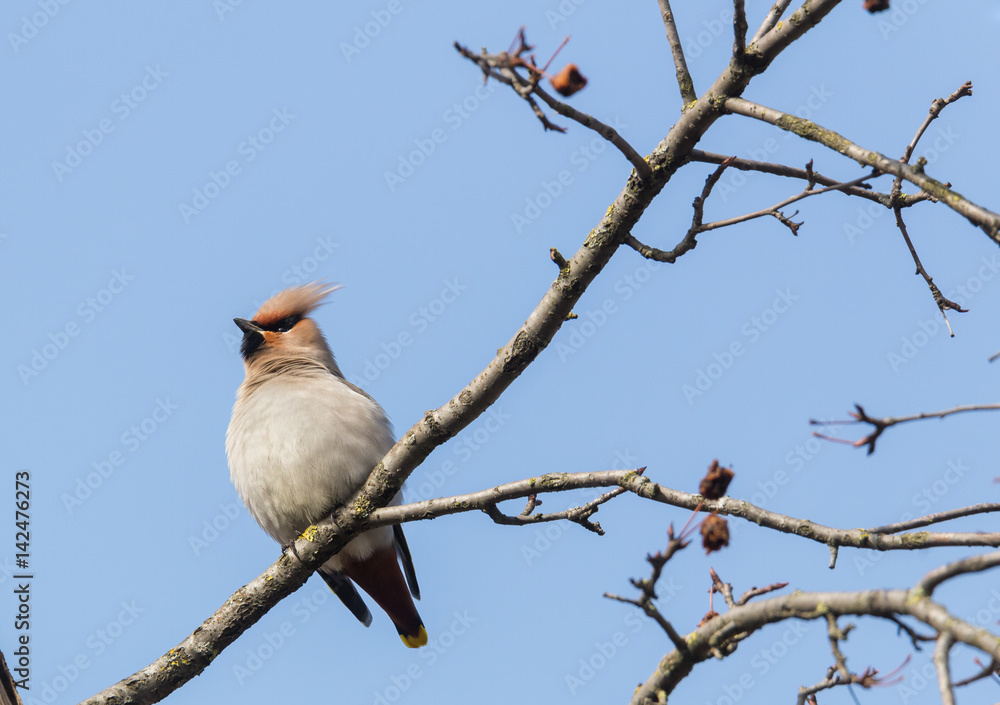 Obraz premium Bohemian Waxwing