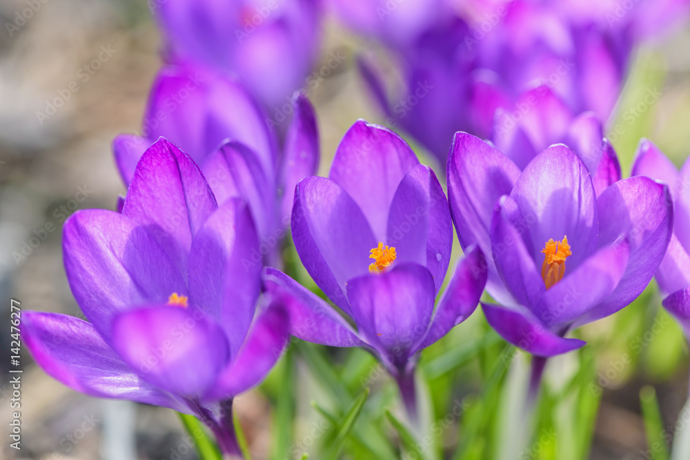 Beautiful purple crocuses flowers close-up. Early spring close-up flowers with bright sunlight. Beautiful purple crocuses flowers close-up. Early spring close-up flowers with bright sunlight.