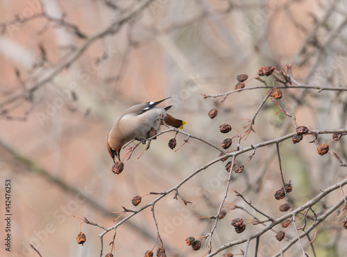 Bohemian Waxwing