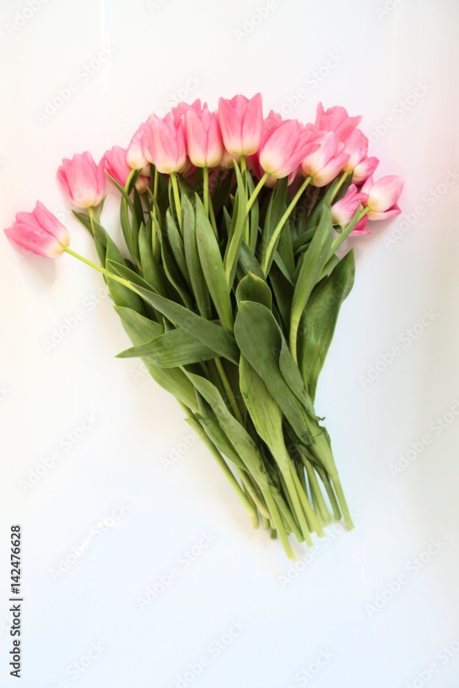 Fototapeta premium tulip