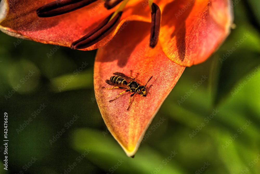 Wasp sitting on the petal of a garden flower.