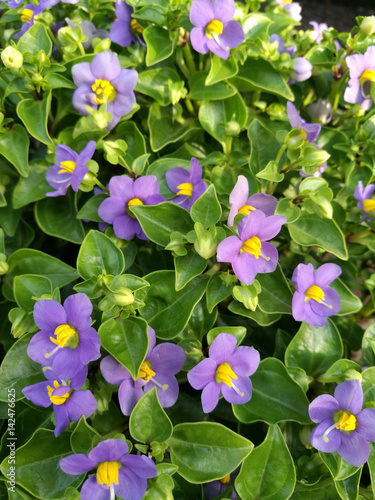 Persian violet flowers photo