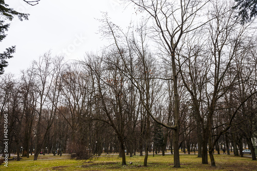 Park in the city center in the spring in cloudy weather photo