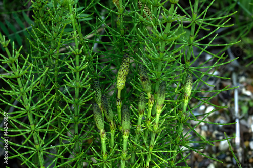 Obraz na płótnie Horsetail growing in the summer forest. Rural. w salonie