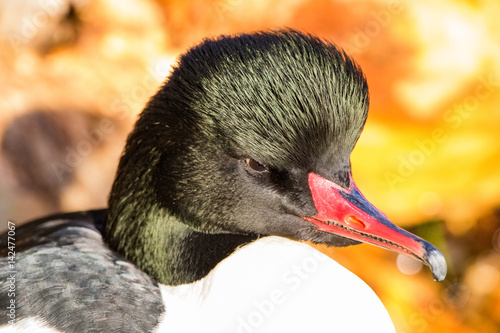 Common merganser portrait photo