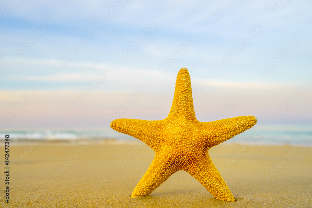 Starfish on the beach on a sunny day Starfish on the beach on a sunny day