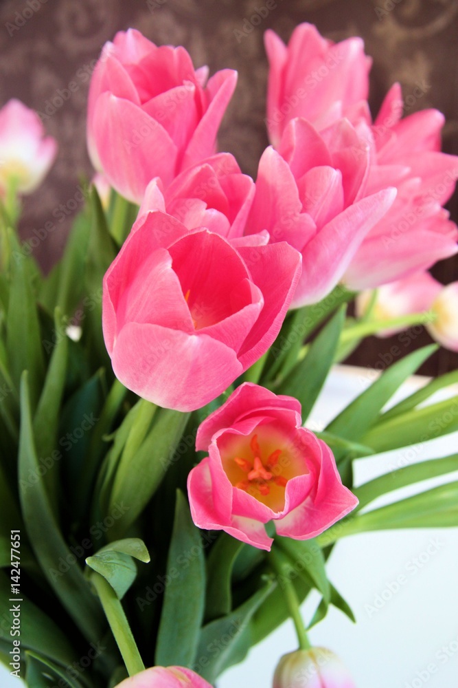tulip tulip
