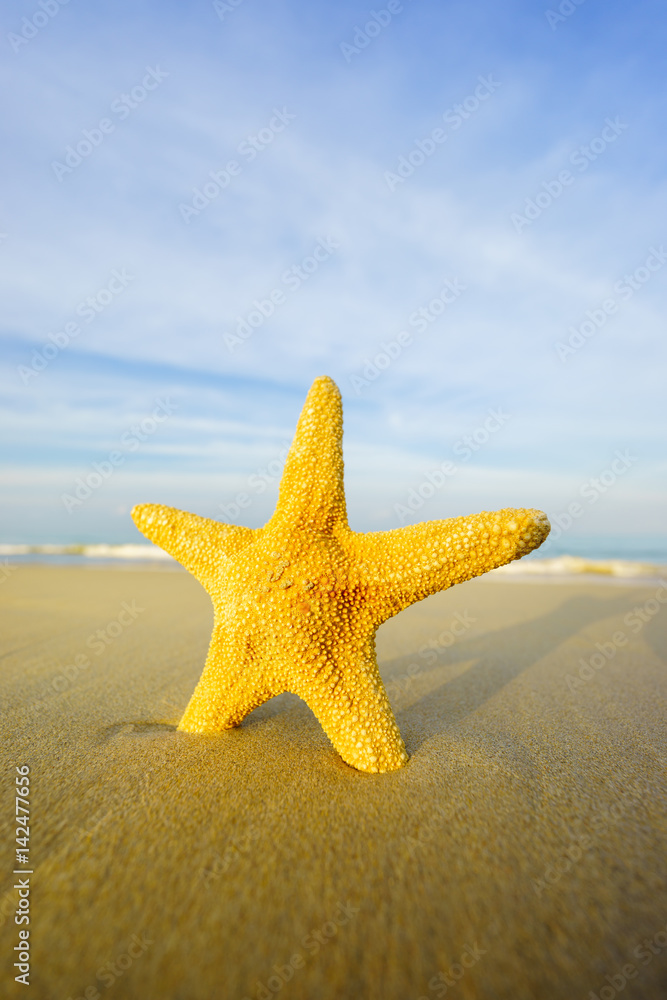 Starfish on the beach on a sunny day Starfish on the beach on a sunny day