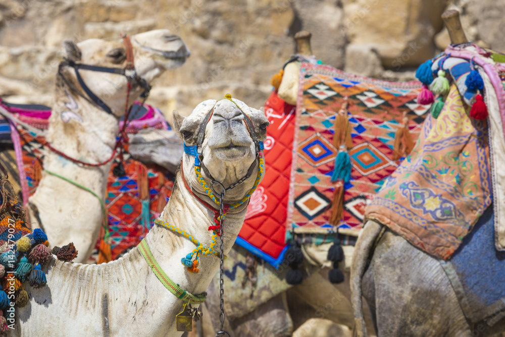 Naklejka premium Bedouin camels rest near the Pyramids, Cairo, Egypt